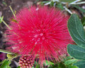 Puff Of Red Mimosa 