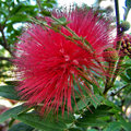 Red Mimosa 3