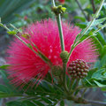 Red Mimosa 4