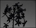 Terrestrial Orchids In Silhouette 