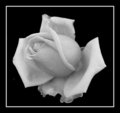 Rose In Black N White - White Stripe 