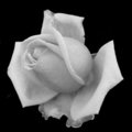 Rose In Black N White
