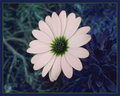 Daisy Pink 