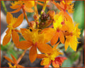 Shades Of Orange 
