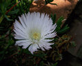 Delicate Whte 