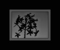  Orchid Silhouette 