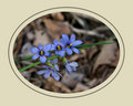 Tiny Wild Flowers 