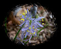 Peeking Through At Tiny Spring Flowers 