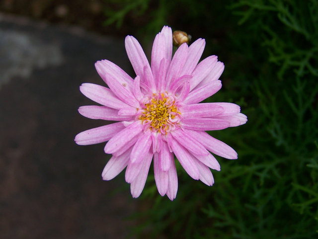 Pink Confetti