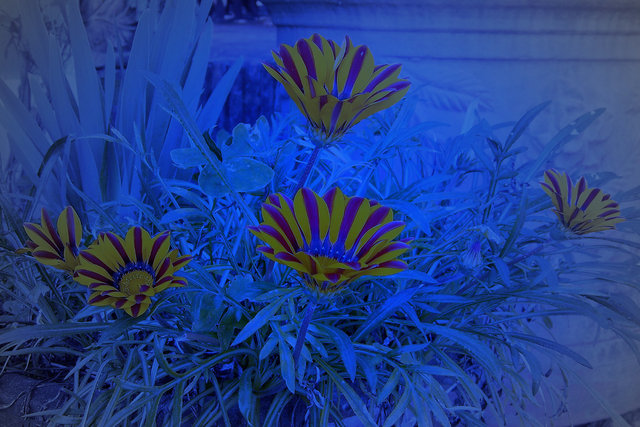 Feeling Blue 