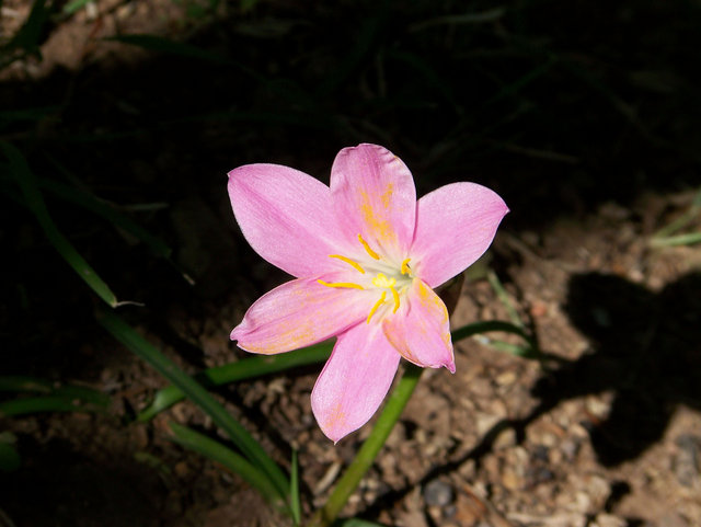  Lonely Pink 