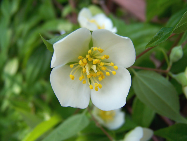  The Smell of Jasmine 