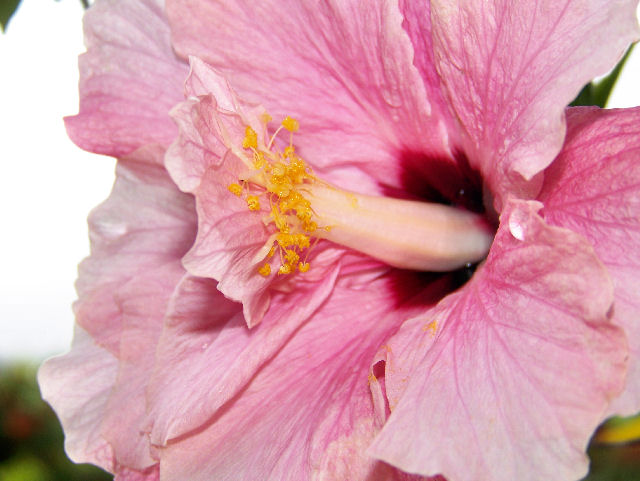  Hibiscus Pink 