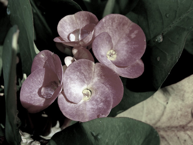 Tears of Four Sisters 