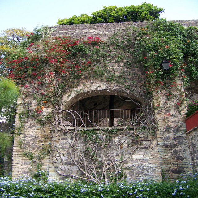 Wall Of Vines 
