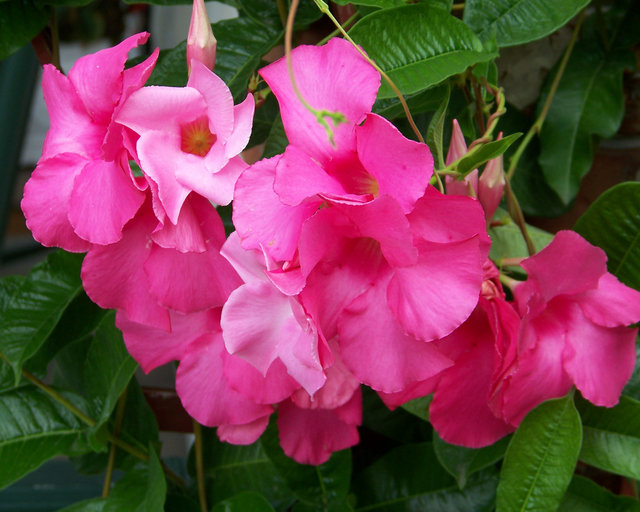  Pink Ruffles 