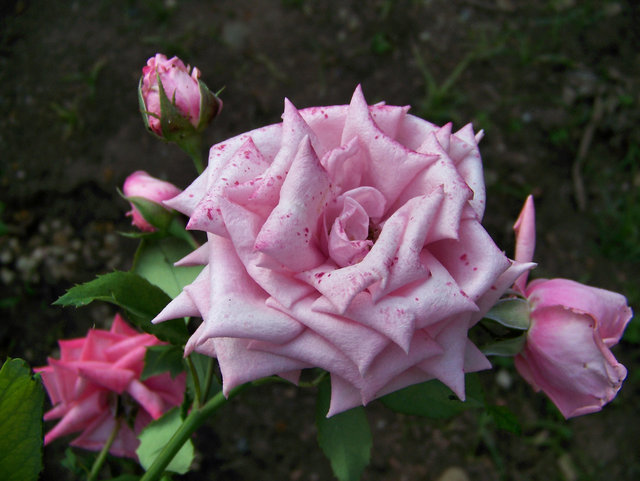 Speckled Pink