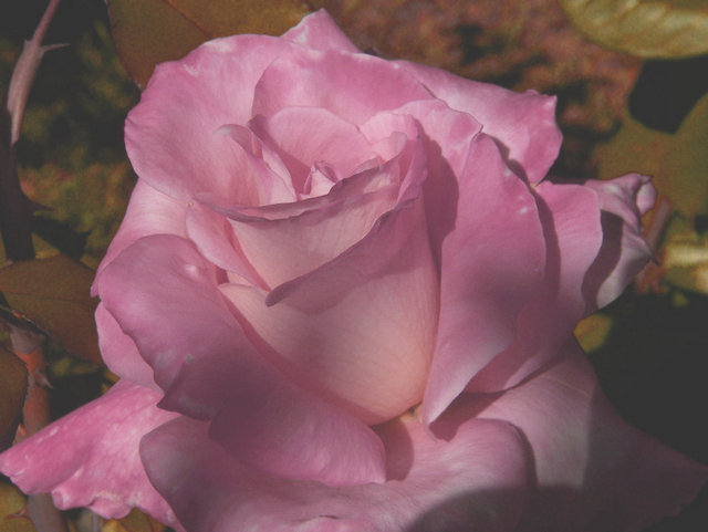  Dusty Pink 