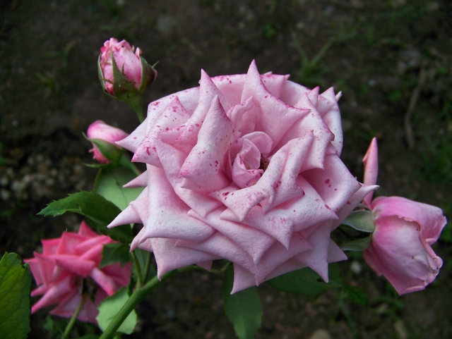 Speckled Pink
