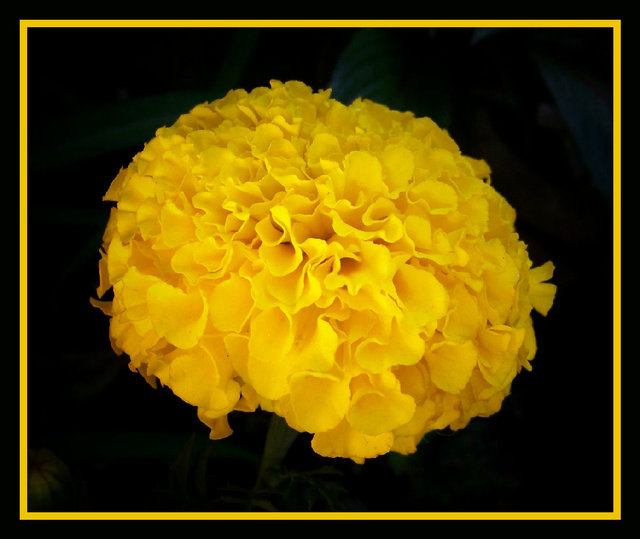 Yellow Ruffles 