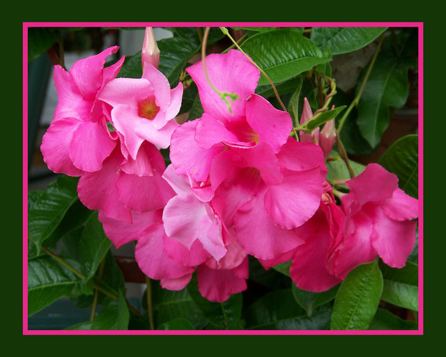Pink Ruffles With Borders 