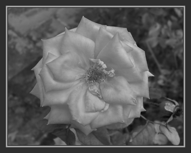 Satin Beauty 