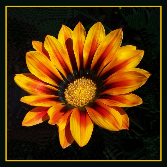 Daisy With Orange Stripe 