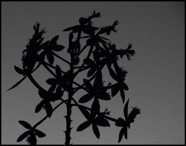 Terrestrial Orchids In Silhouette 