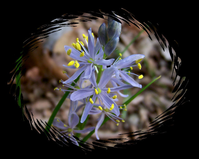 Peeking Through At Tiny Spring Flowers 