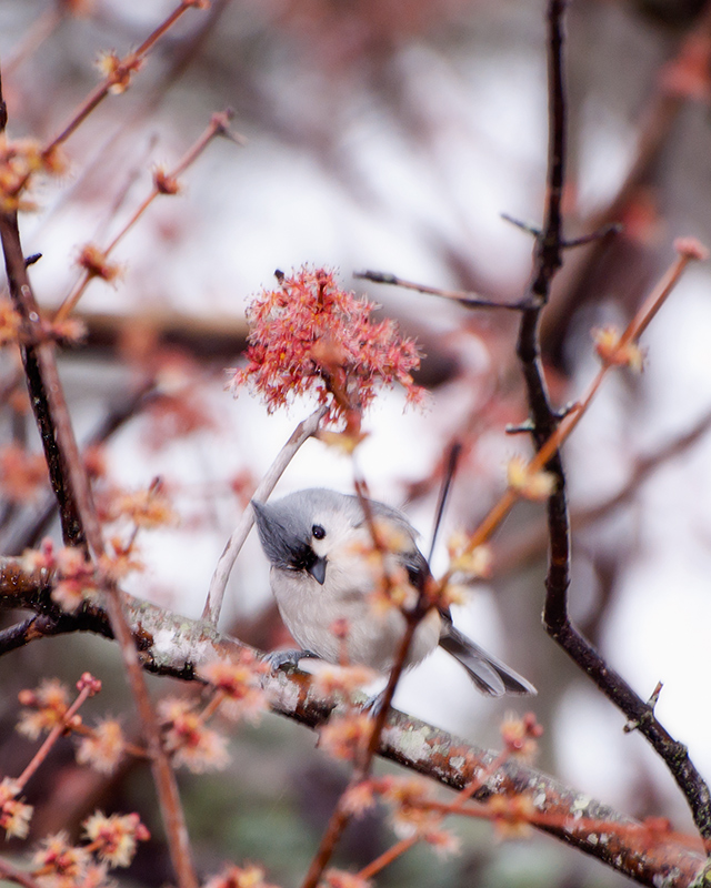 Titmouse