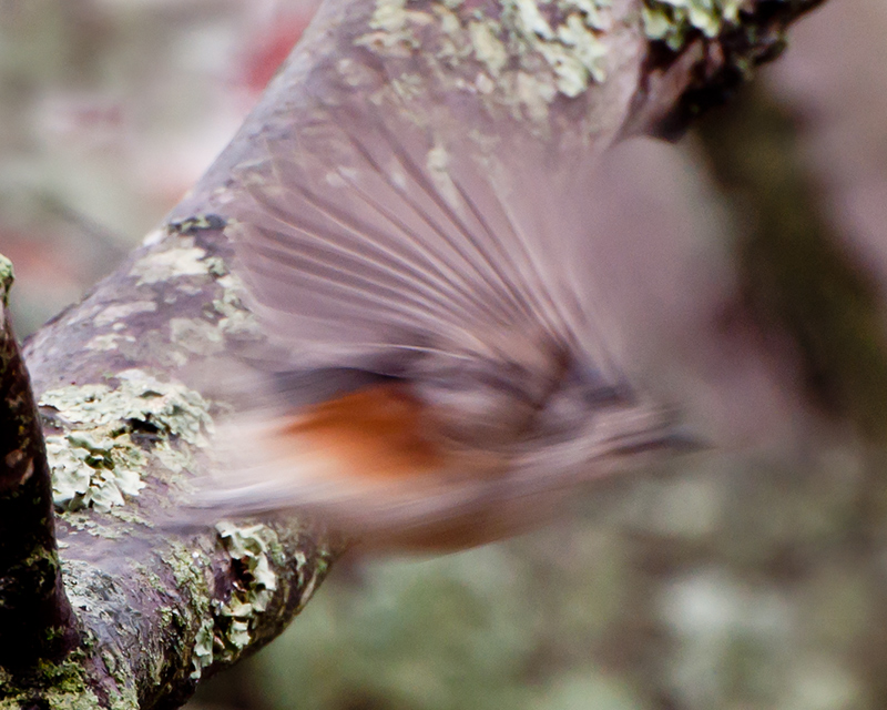 DSC_0470web