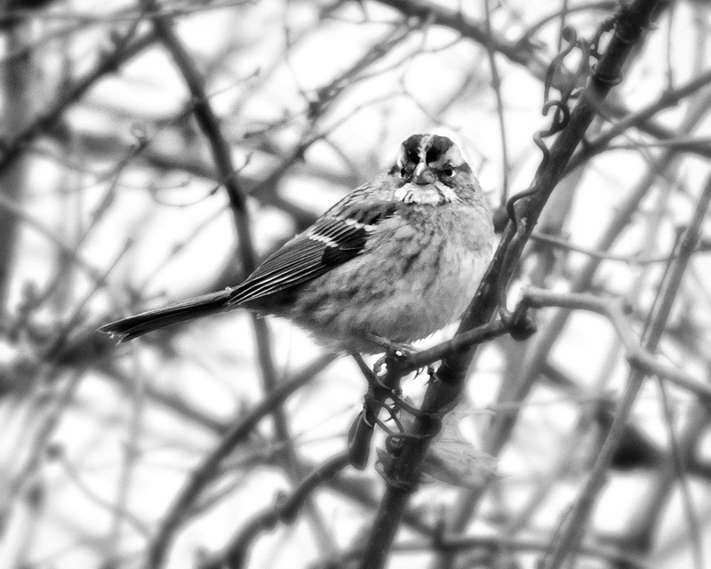 DSC_0236web