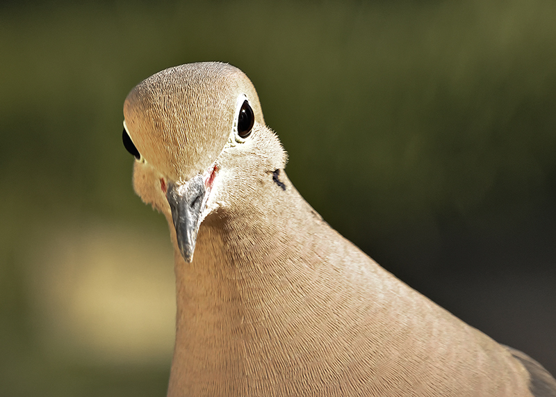 mourningdove