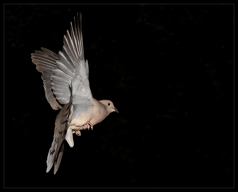 DSC_6528bdpcb