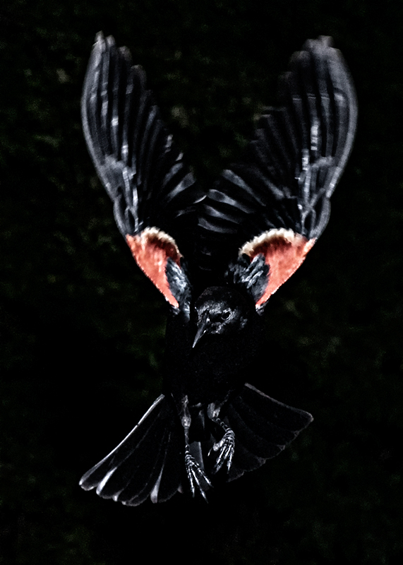 DSC_6770dpc