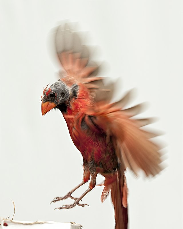 cardinal