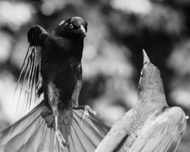 DSC_6155bhhvv