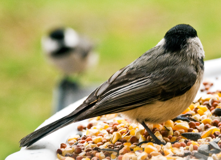 Black-capped Chickadee