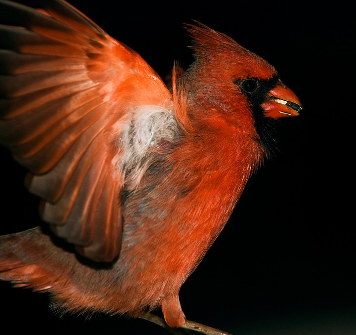 cardinalwing.jpg
