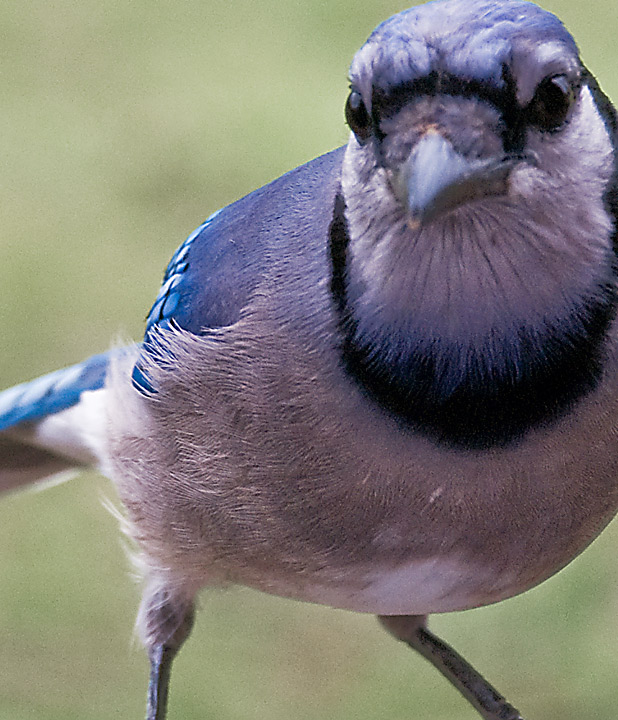 bluejay.jpg