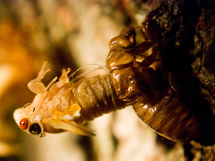 locust11.jpg