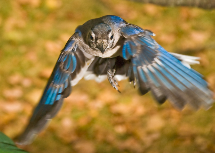 yes,it's a bluejay