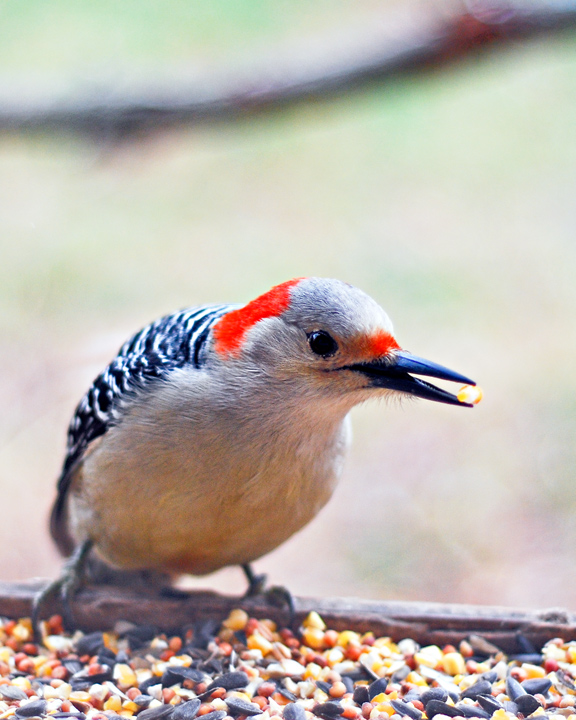 woodpecker.jpg