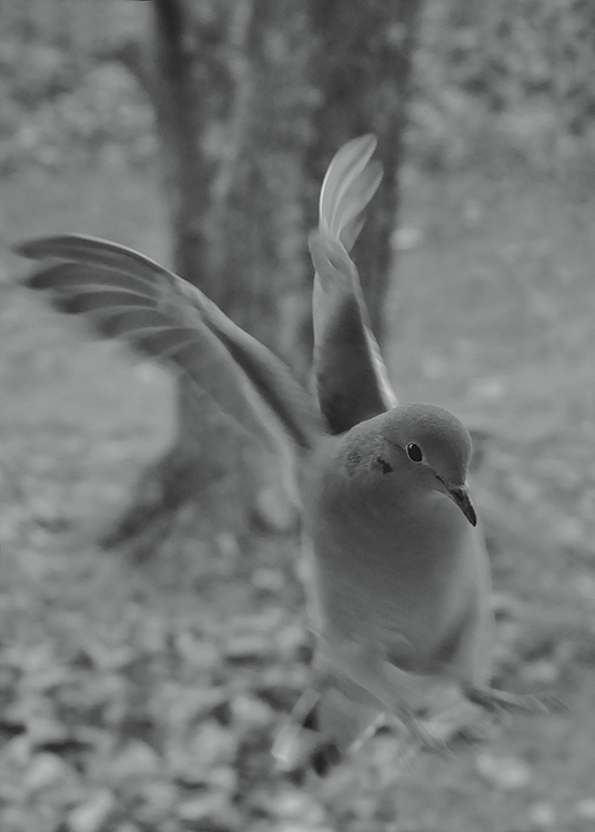DSC_0247bwpig.jpg