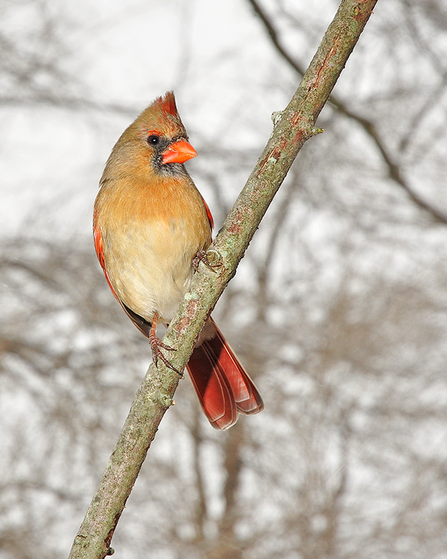 2010bird2.jpg