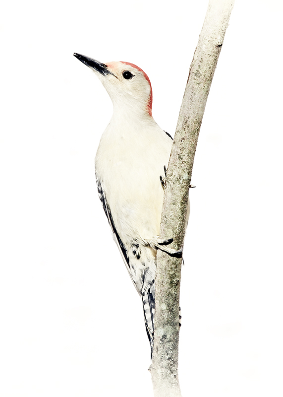 Red-Headed Woodpecker