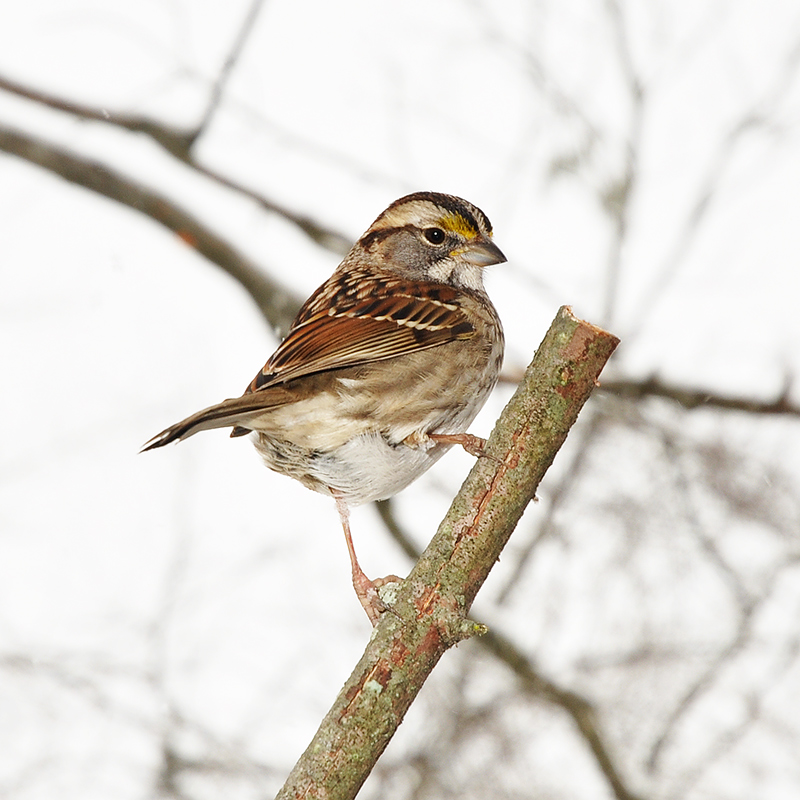 2010bird5.jpg