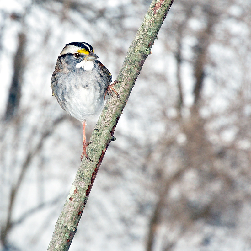 2010bird6.jpg