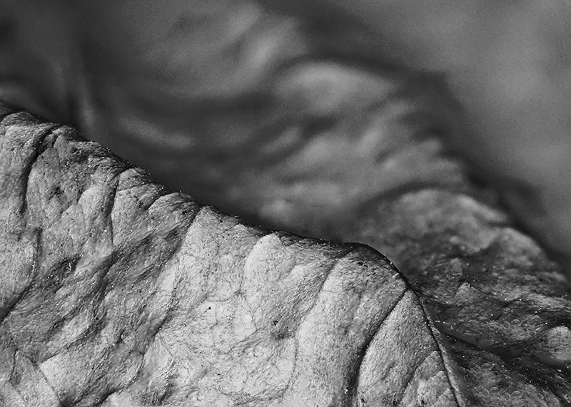 Terrain