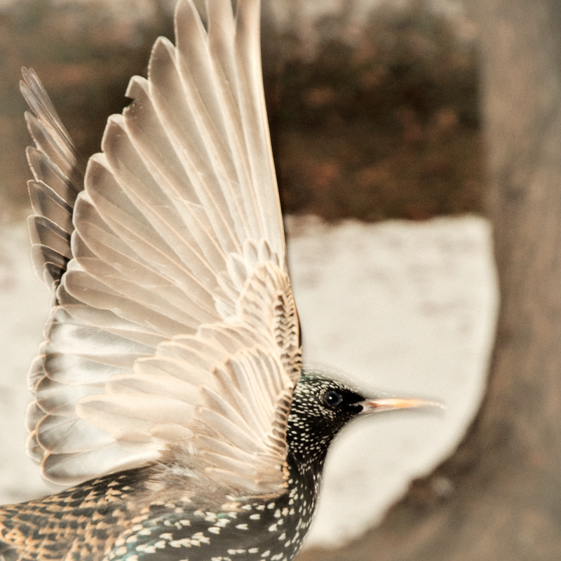 European Starling